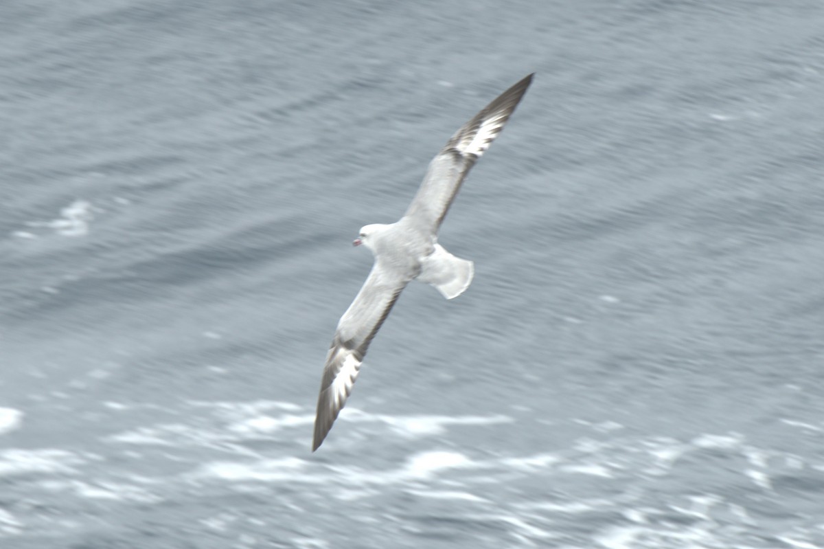 Southern Fulmar - ML647380096