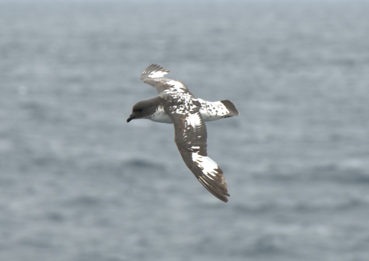 Pintado Petrel - ML647380099