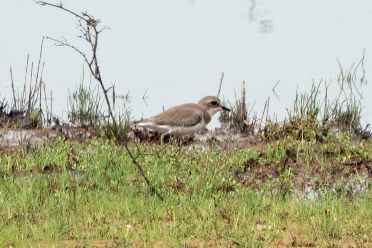 Tibet Cılıbıtı - ML647380105
