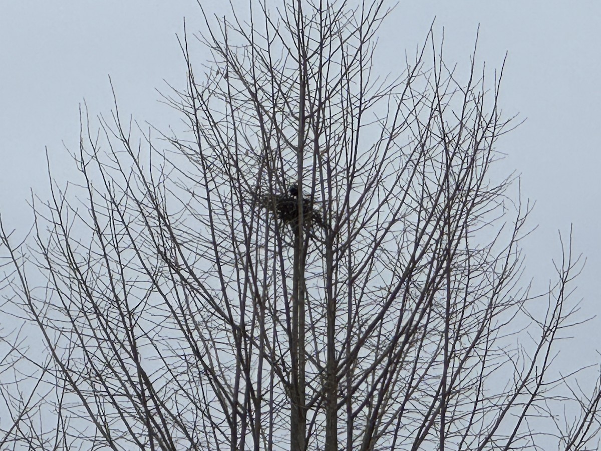 orientskjære - ML647380106