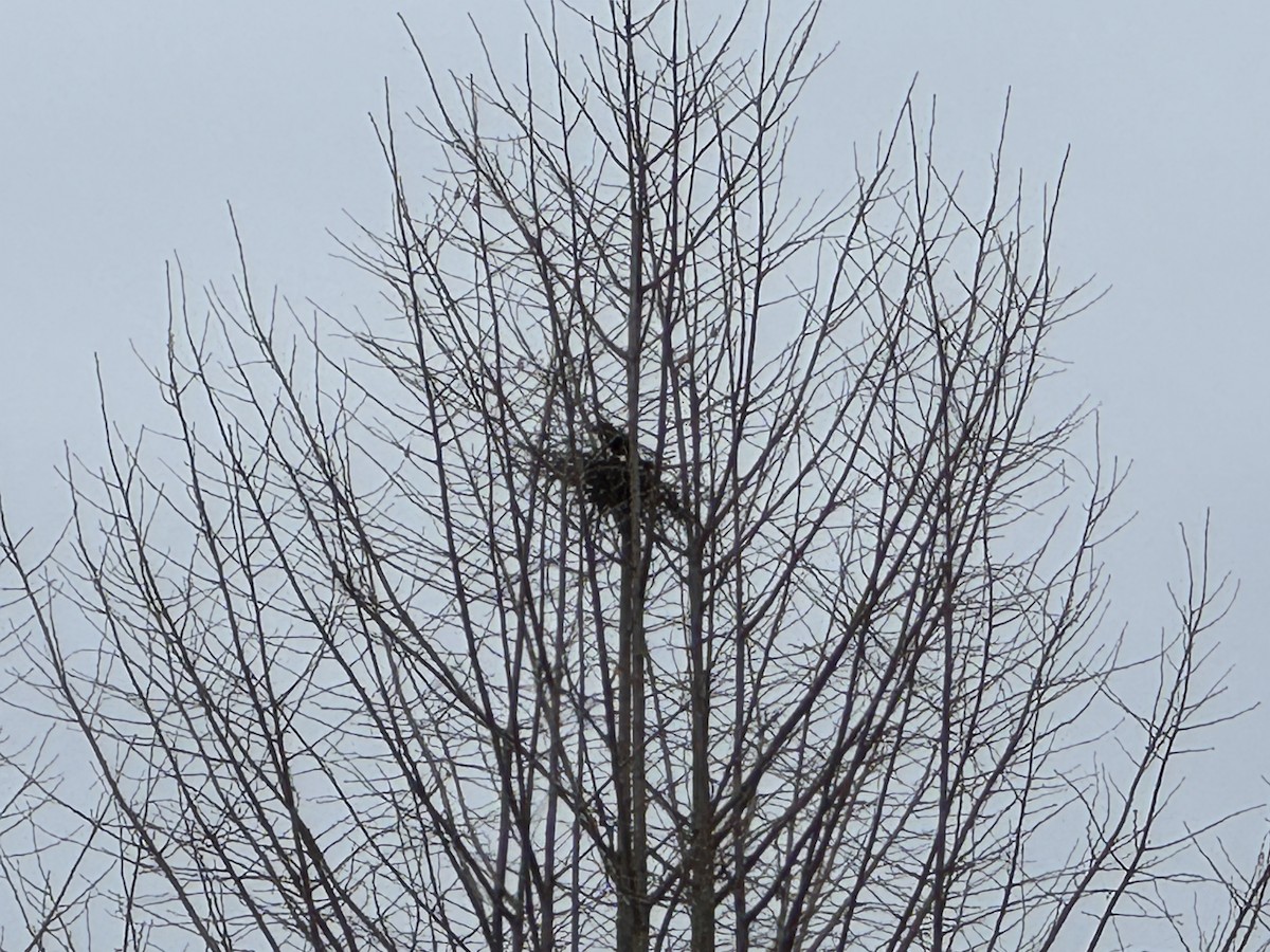 orientskjære - ML647380107