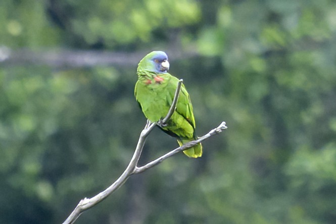 Amazone de Bouquet - ML647380116