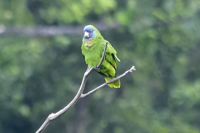 Amazone de Bouquet - ML647380117