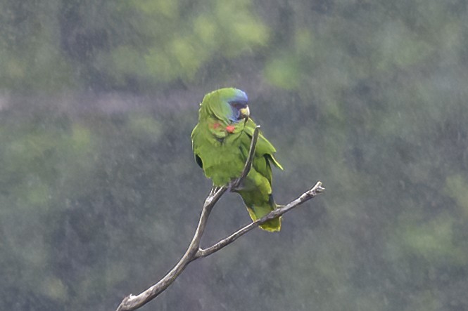 Amazone de Bouquet - ML647380118