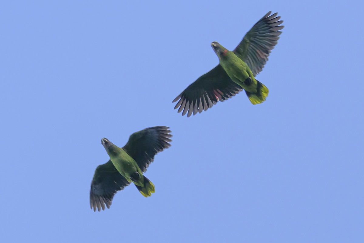 Amazone de Bouquet - ML647380119