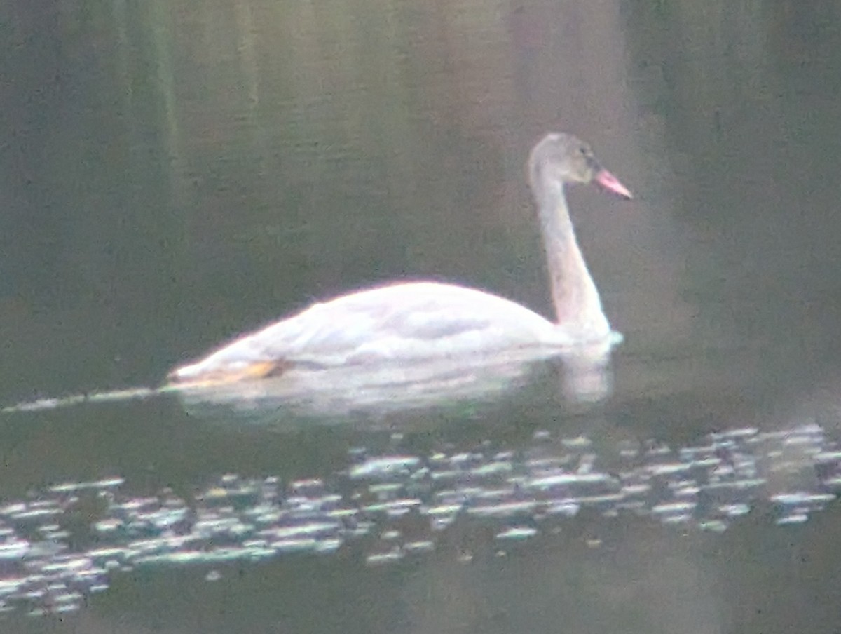 Trumpeter Swan - ML647380121