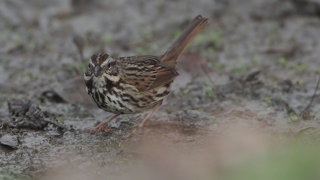 גיבתונית רוננת - ML647380148