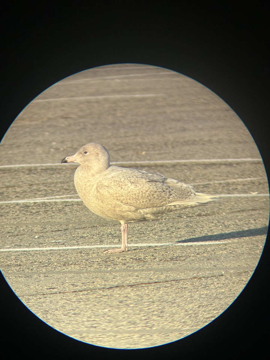 Gavión Hiperbóreo - ML647380169