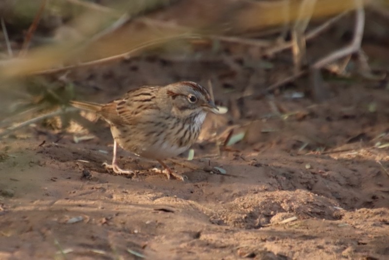Lincoln's Sparrow - ML647380180