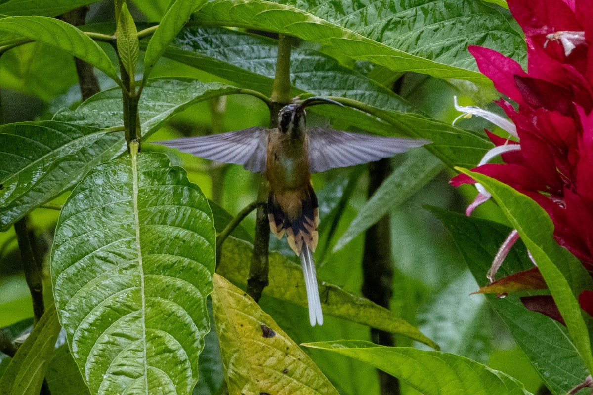 Ermitaño Ventrihabano - ML647380182
