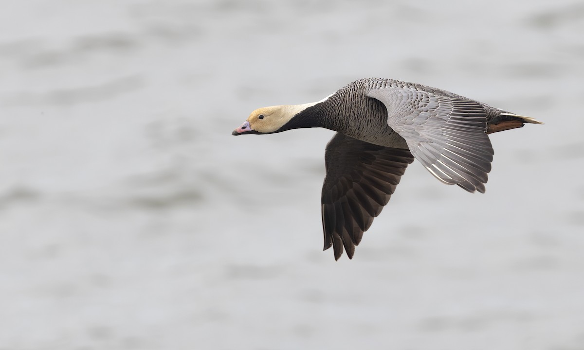 Emperor Goose - ML647380188