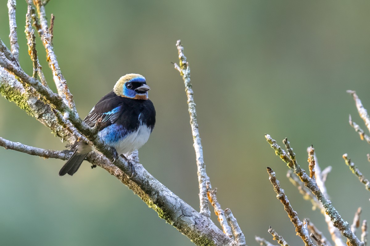 Golden-hooded Tanager - ML647380190
