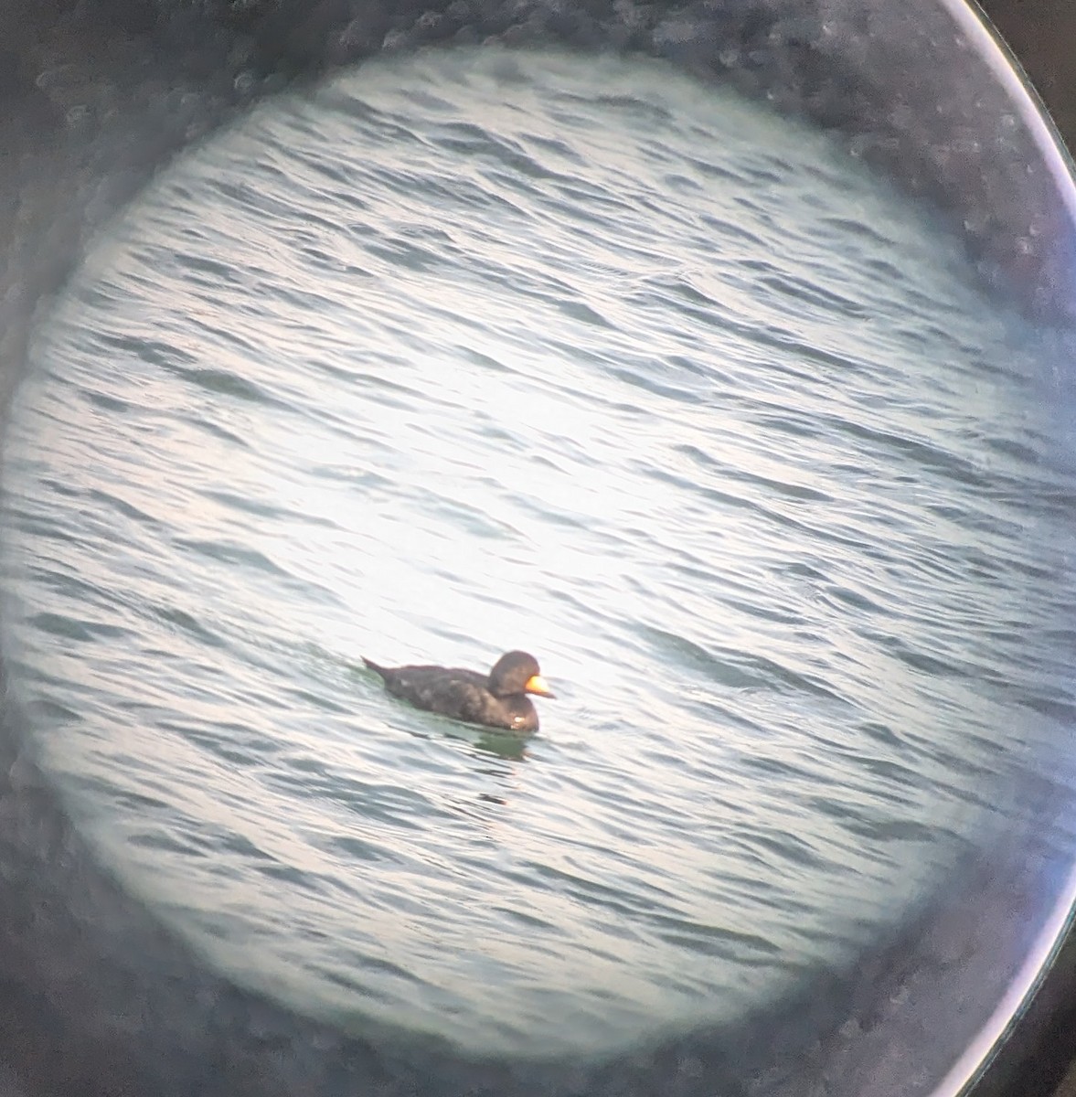 Ahatebeltz amerikarra - ML647380198