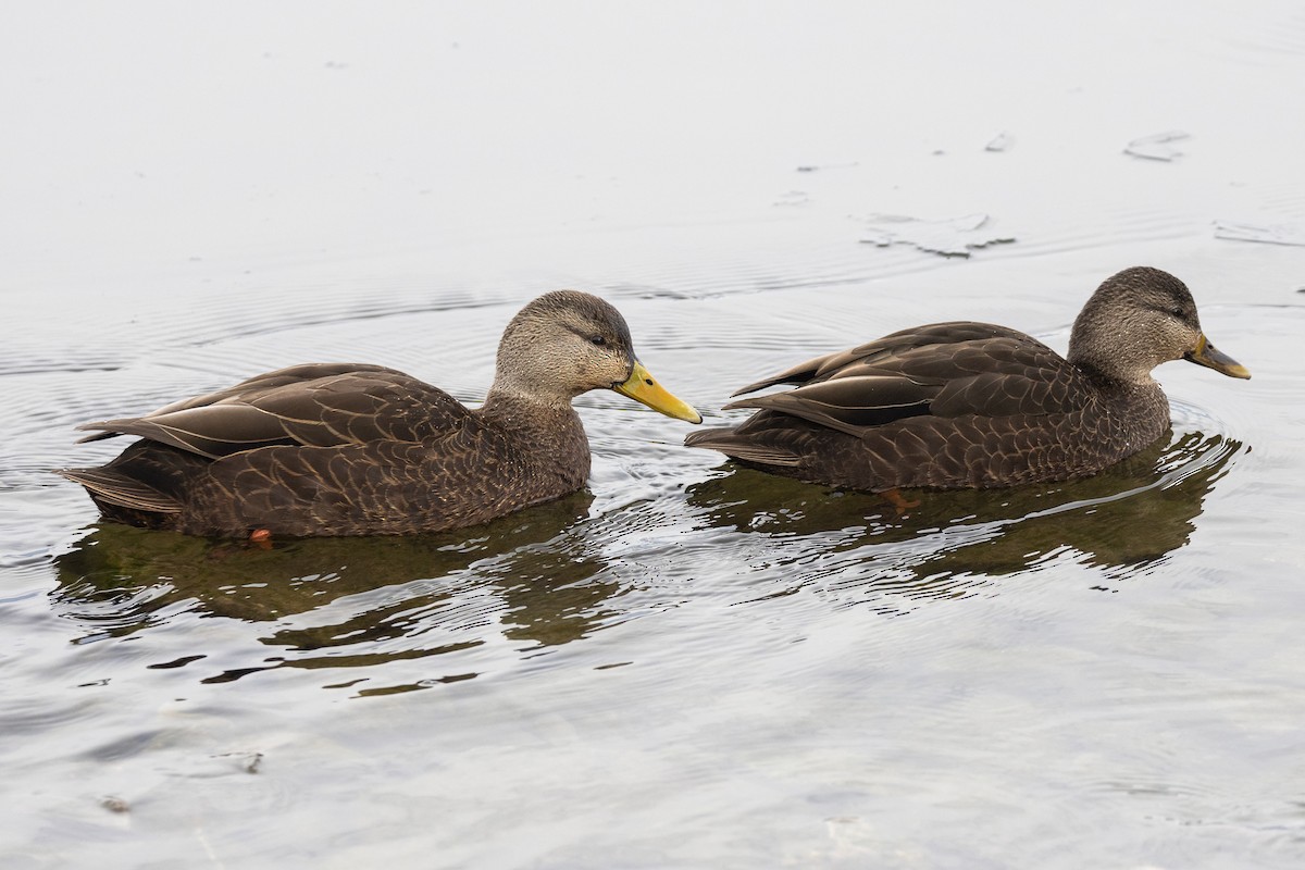 American Black Duck - ML647380215