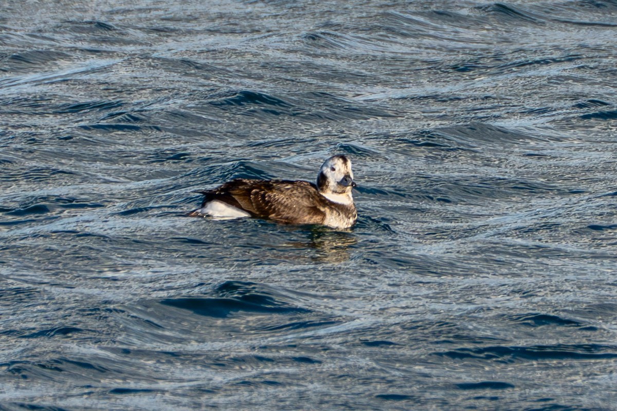 Long-tailed Duck - ML647380216