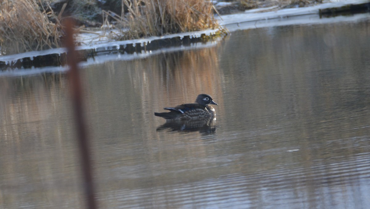 Canard branchu - ML647380223