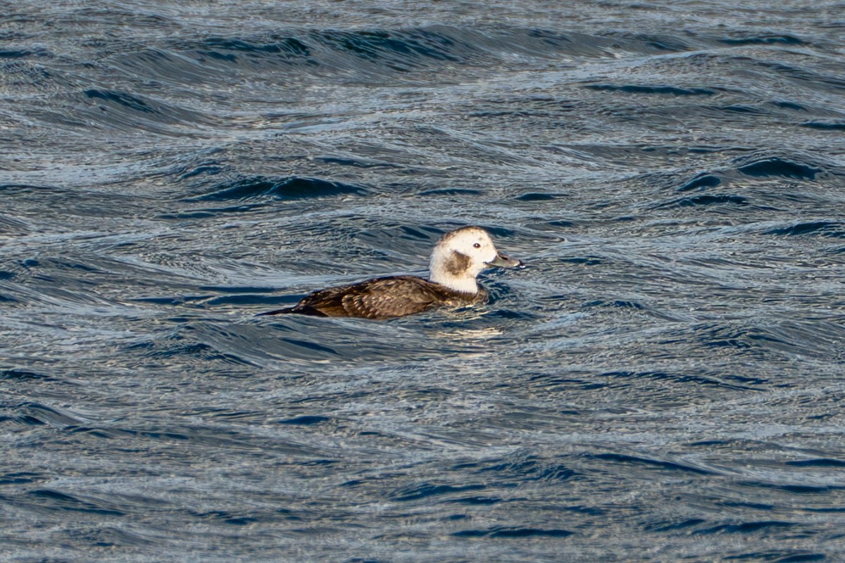 Long-tailed Duck - ML647380225