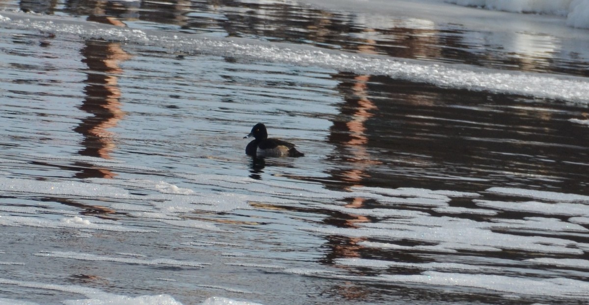 Ring-necked Duck - ML647380254