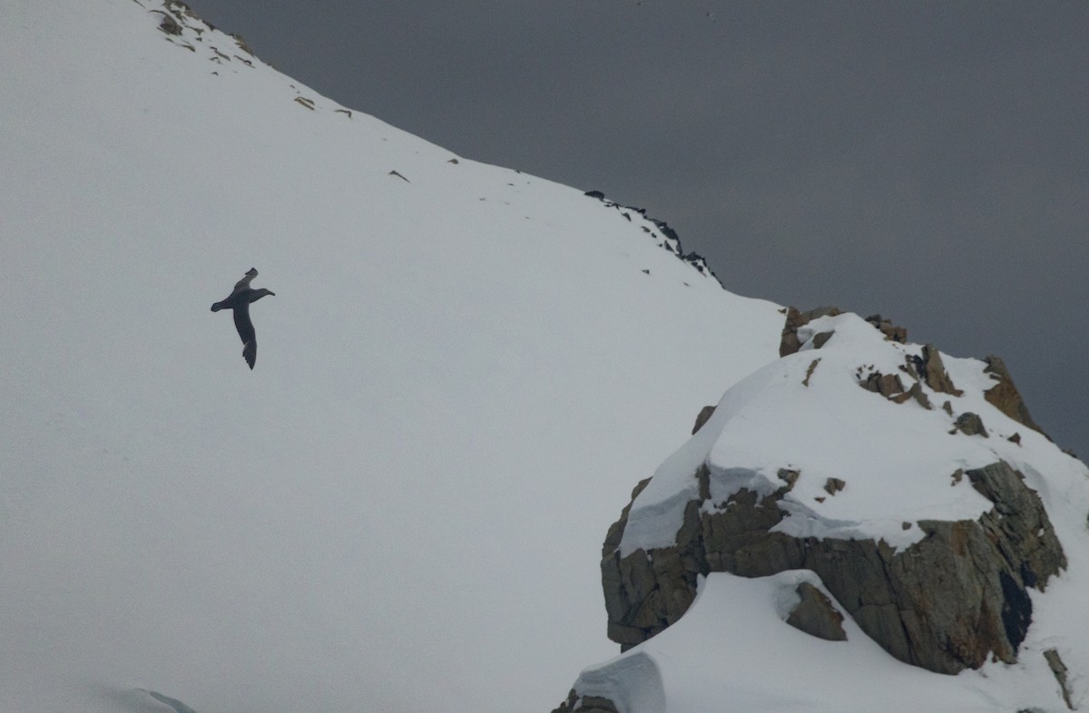 Southern Giant-Petrel - ML647380264