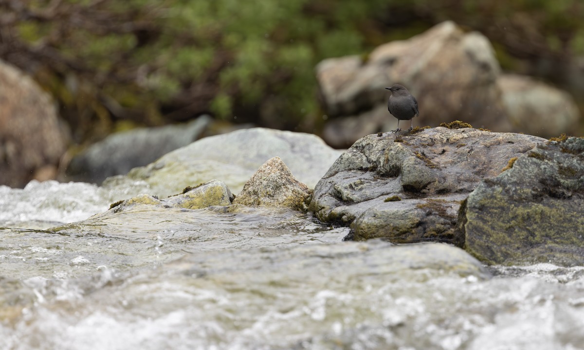 American Dipper - ML647380272
