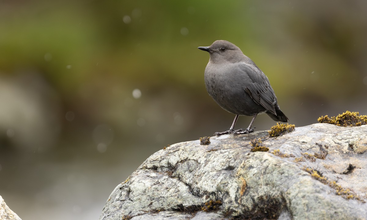 American Dipper - ML647380273