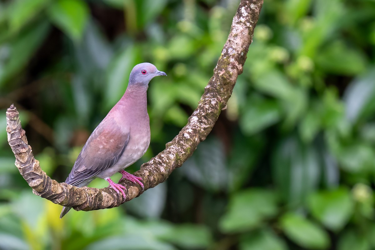 Paloma Colorada - ML647380284