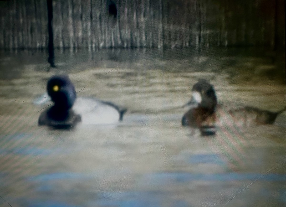 Lesser Scaup - ML647380287
