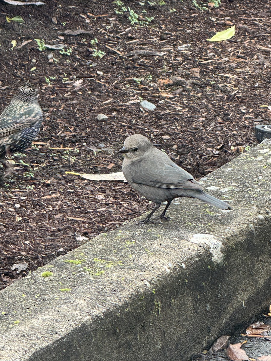 Brewer's Blackbird - ML647380288