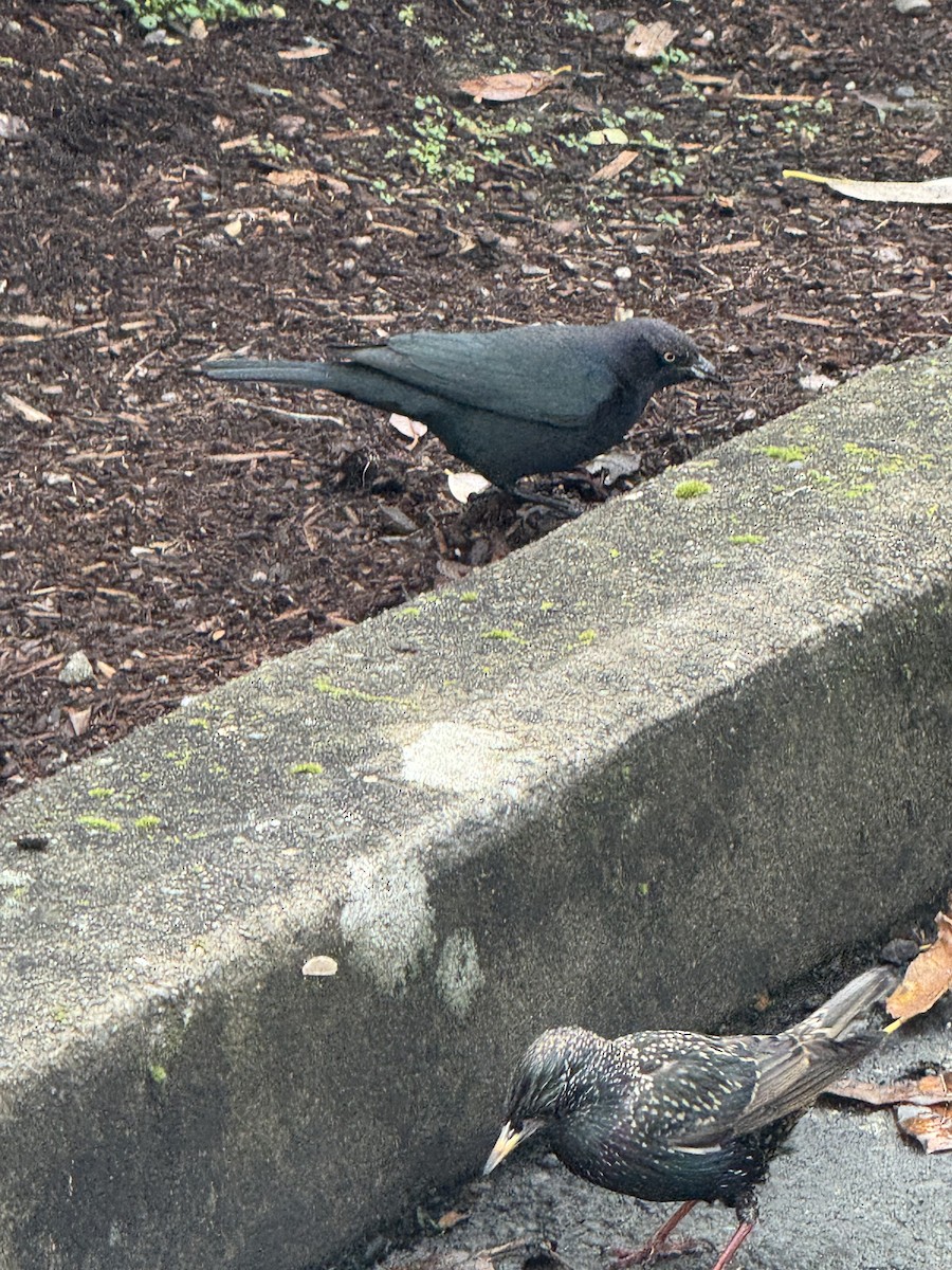 Brewer's Blackbird - ML647380289