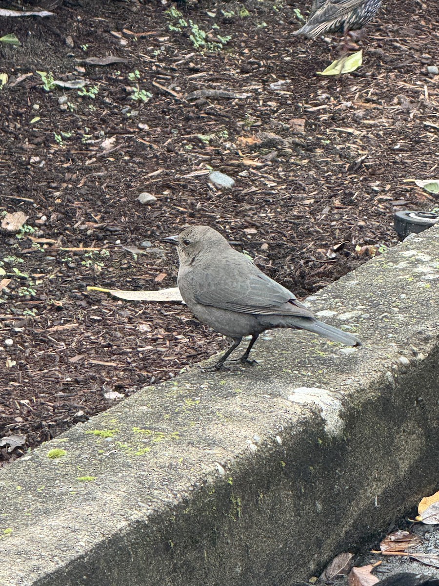 Brewer's Blackbird - ML647380290