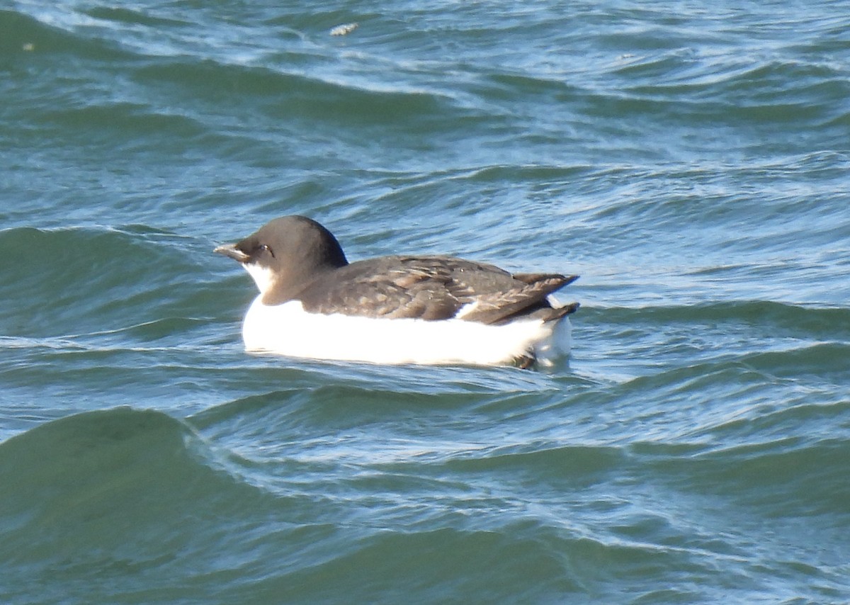 Kalın Gagalı Alk - ML647380295