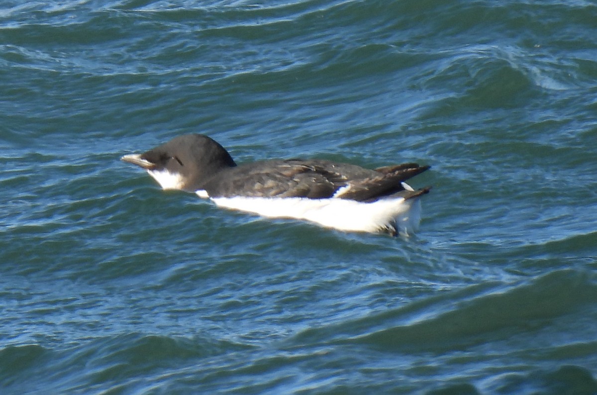 Kalın Gagalı Alk - ML647380306