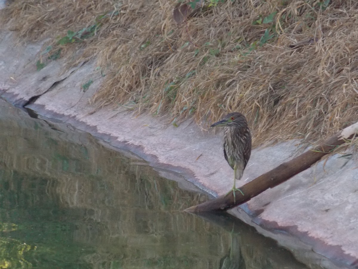 Black-crowned Night Heron - ML647380316