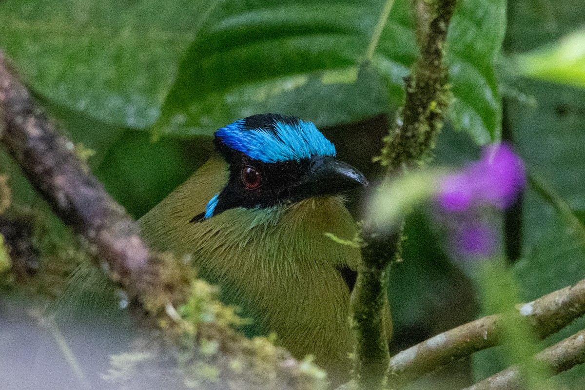 And Motmotu - ML647380321