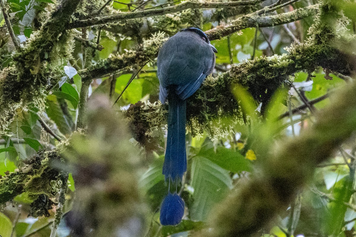 And Motmotu - ML647380322