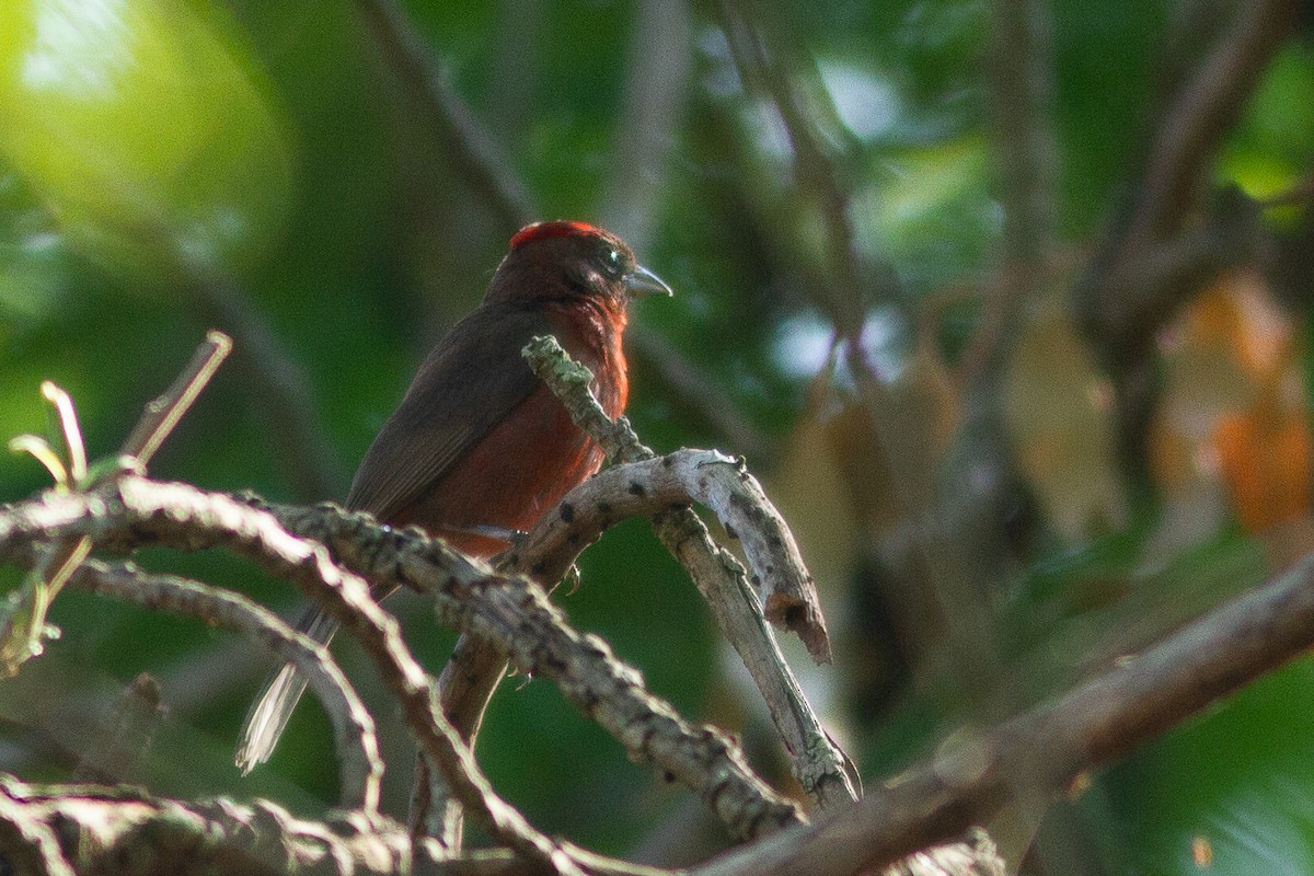 Red-crested Finch - ML647380323