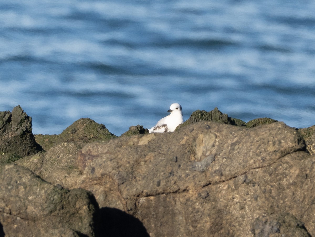 Black-legged Kittiwake - ML647380331