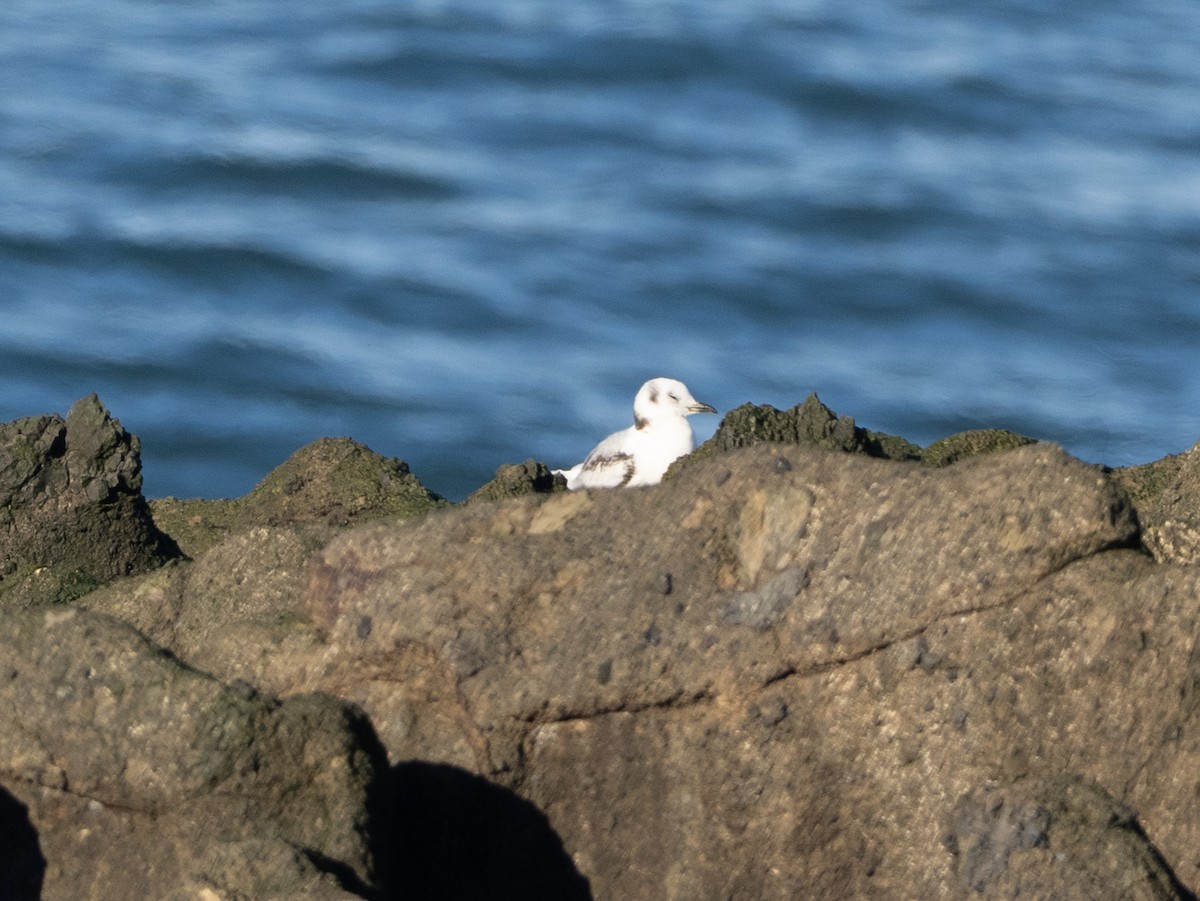 Black-legged Kittiwake - ML647380332