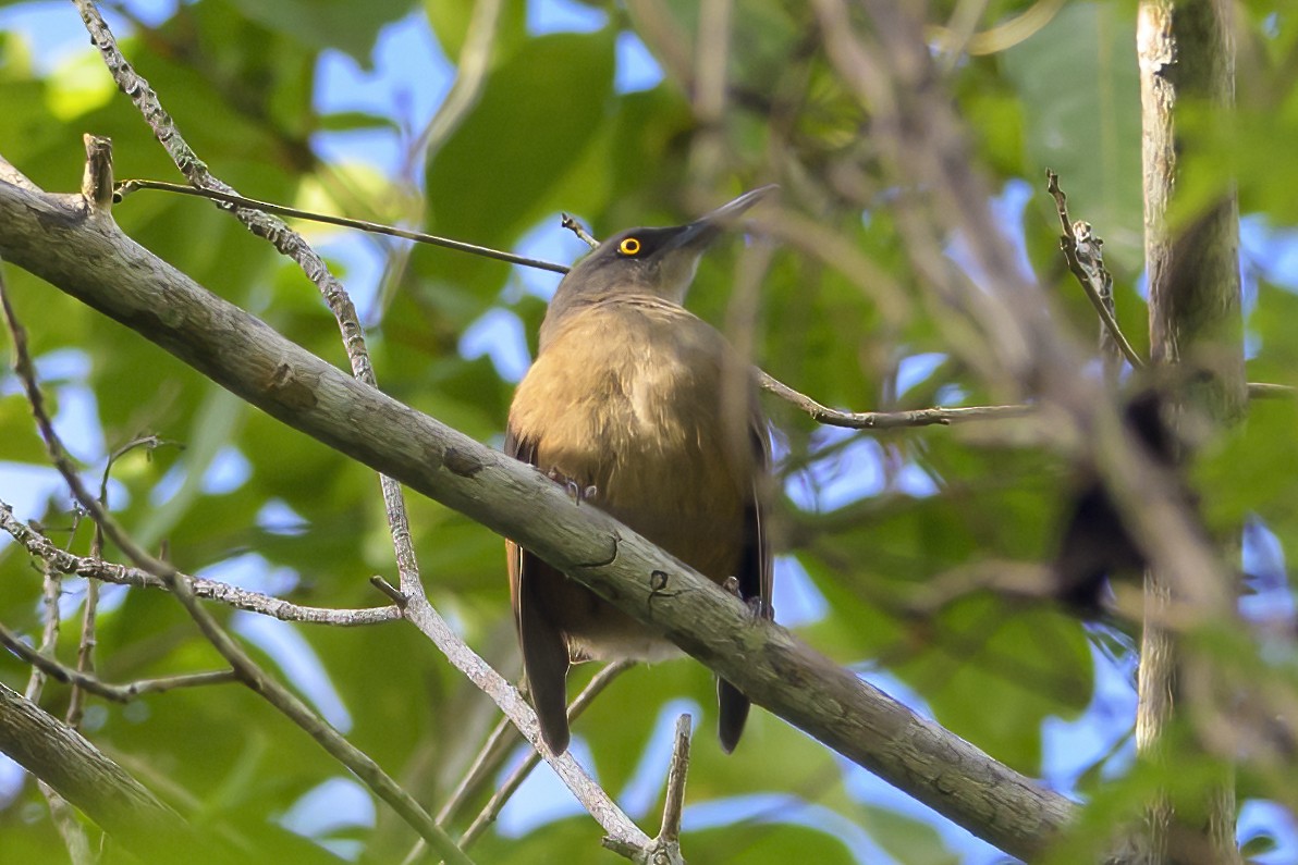 Brown Trembler - ML647380336