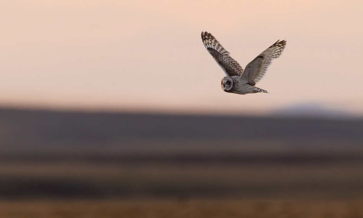 Short-eared Owl - ML647380344