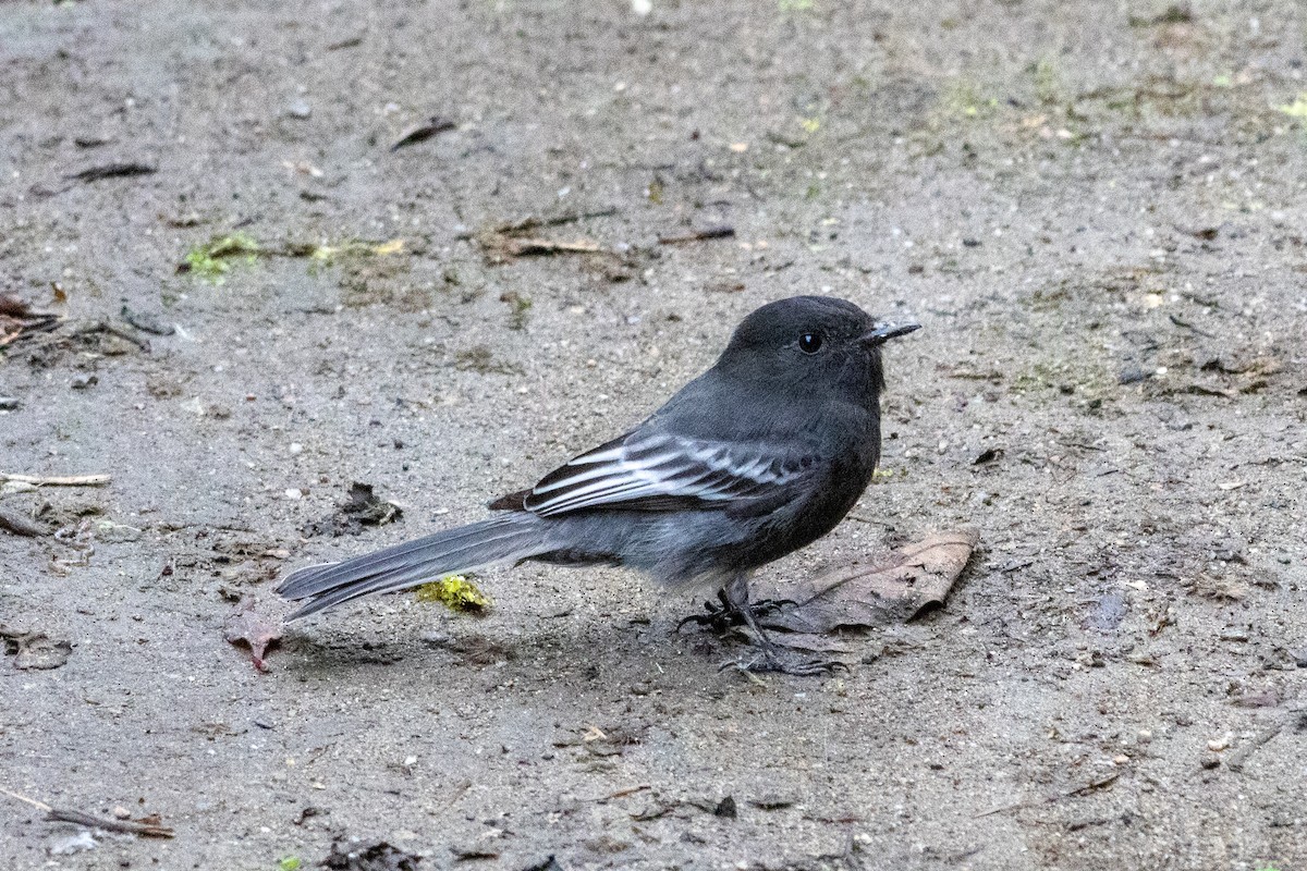 Kara Fibi - ML647380360