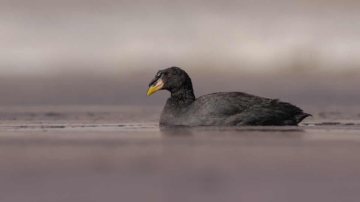 Horned Coot - ML647380365
