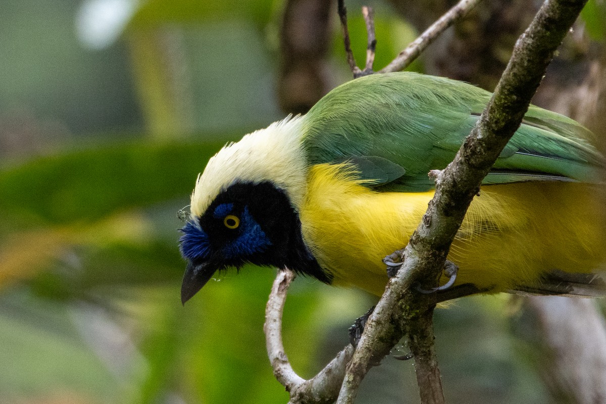 Geai vert (groupe yncas) - ML647380380