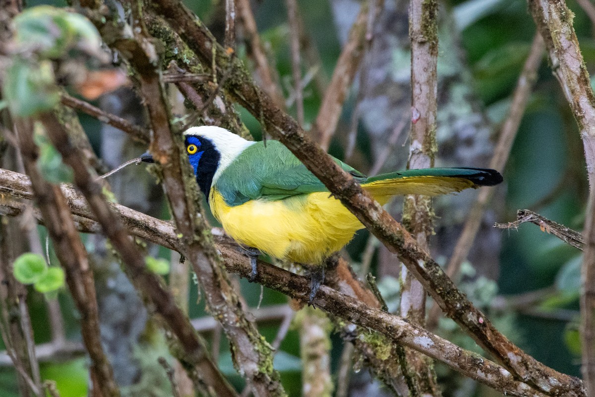 Geai vert (groupe yncas) - ML647380381