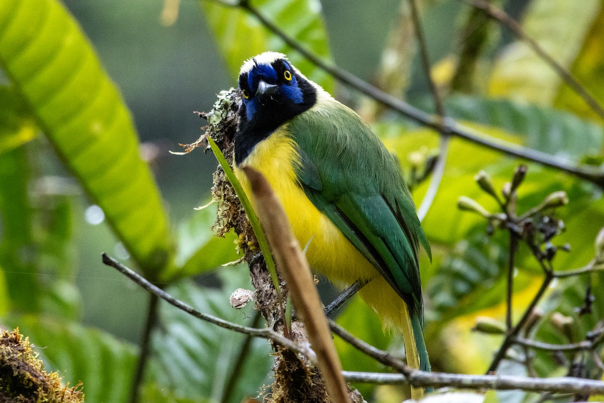 Geai vert (groupe yncas) - ML647380382