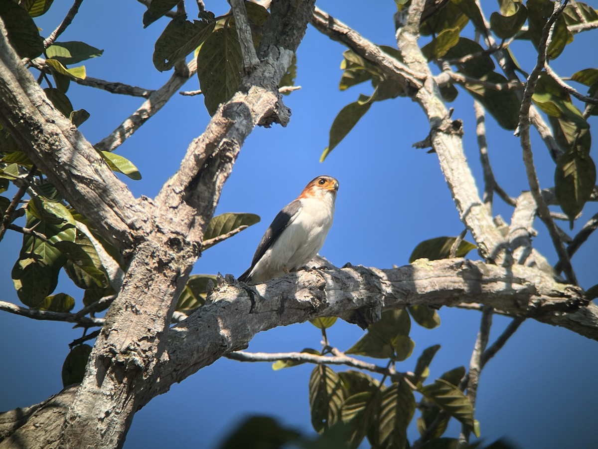アジアコビトハヤブサ - ML647380387
