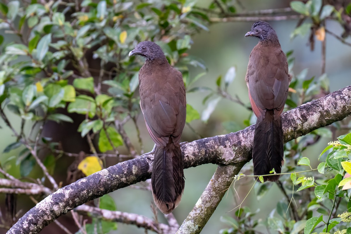 Gray-headed Chachalaca - ML647380389