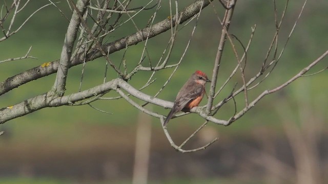 Vermilion Flycatcher - ML647380390