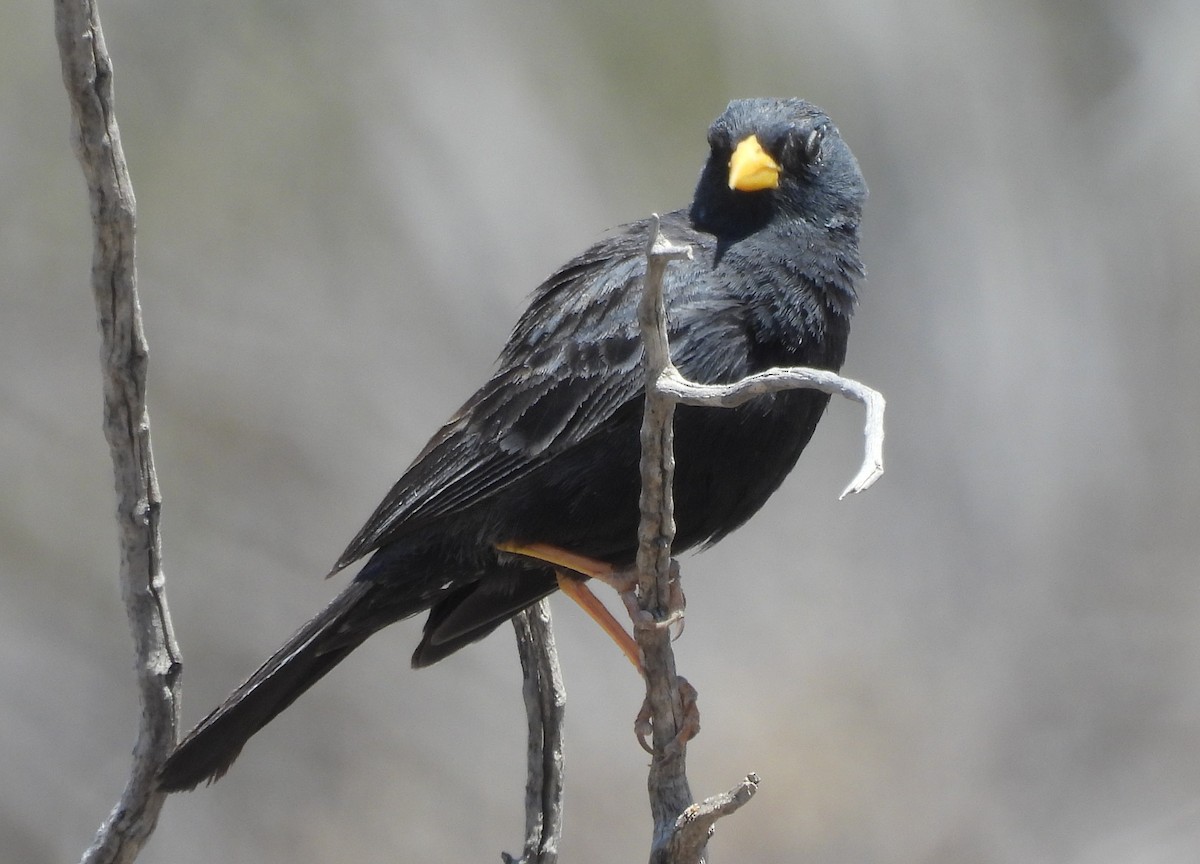 Carbonated Sierra Finch - ML647380391
