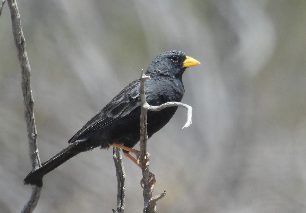 Carbonated Sierra Finch - ML647380392